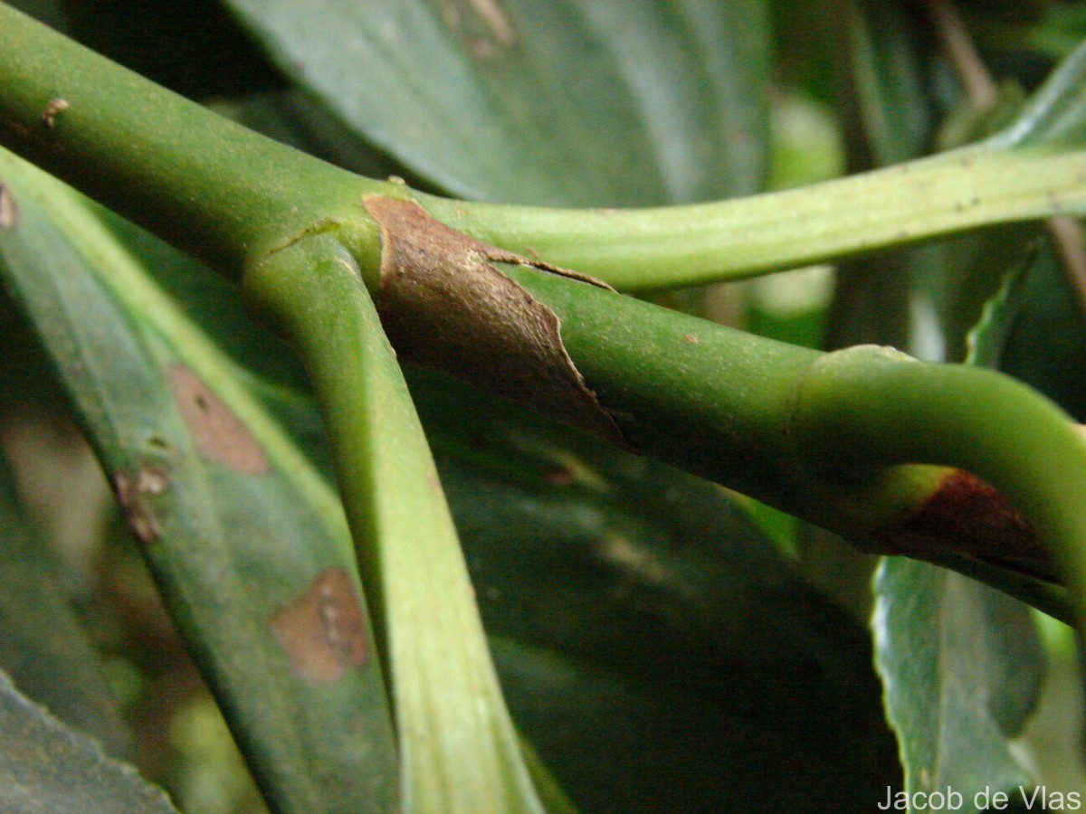 Gaertnera vaginans (DC.) Merr.